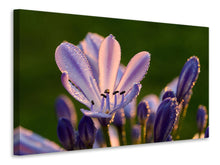 Load image into Gallery viewer, Canvas print Ornamental lilies with morning dew