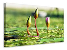 Load image into Gallery viewer, Canvas print Water lilies in XL