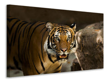 Load image into Gallery viewer, Canvas print Sibirian Tiger