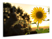 Load image into Gallery viewer, Canvas print Sunflower in the sunrise
