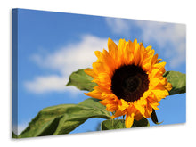 Load image into Gallery viewer, Canvas print Sunflower in bloom