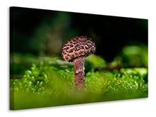 Load image into Gallery viewer, Canvas print Strobilomyces strobilaceus