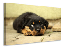 Load image into Gallery viewer, Canvas print Sweet Rottweiler puppy