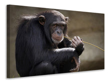 Load image into Gallery viewer, Canvas print Sweet chimpanzee