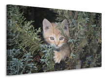 Load image into Gallery viewer, Canvas print Tiger Kitten