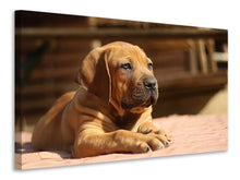 Load image into Gallery viewer, Canvas print Sad dog look