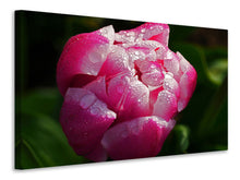 Load image into Gallery viewer, Canvas print Tulip with morning dew in XL