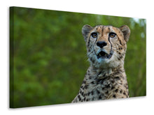 Load image into Gallery viewer, Canvas print Watchful cheetah