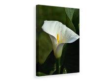 Load image into Gallery viewer, Canvas print White calla with morning dew