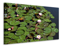 Load image into Gallery viewer, Canvas print White water lilies in the pond