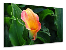 Load image into Gallery viewer, Canvas print Wild Calla