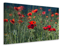 Load image into Gallery viewer, Canvas print Wild poppy