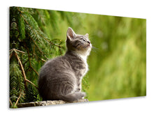 Load image into Gallery viewer, Canvas print wildcat