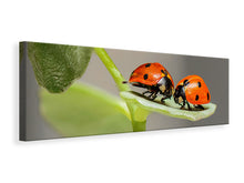 Load image into Gallery viewer, Panoramic Canvas Print 2 ladybirds