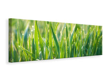 Load image into Gallery viewer, Panoramic Canvas Print Grass with morning dew XL