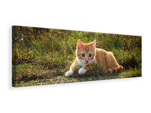 Load image into Gallery viewer, Panoramic Canvas Print Kitten in nature