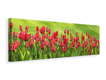 Load image into Gallery viewer, Panoramic Canvas Print Red tulip field in the sunlight
