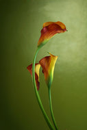 Photo Wallpaper 3 Callas