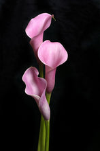 Load image into Gallery viewer, Photo Wallpaper 3 Purple Callas
