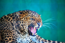 Load image into Gallery viewer, Photo Wallpaper Attention Leopard

