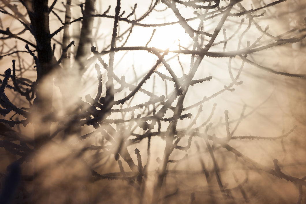 Photo Wallpaper Branches In Fog Light
