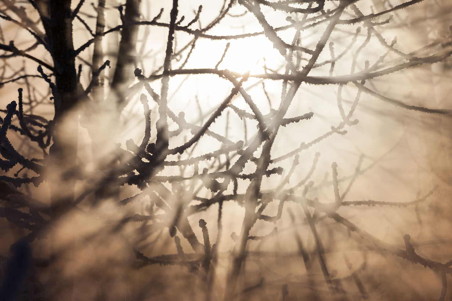 Photo Wallpaper Branches In Fog Light