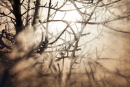 Photo Wallpaper Branches In Fog Light