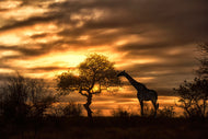 Photo Wallpaper African Dreams