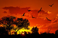 Photo Wallpaper African Feeling
