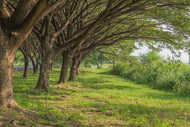 Photo Wallpaper Mature Trees