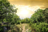 Photo Wallpaper At The End Of The forest