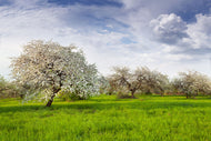Photo Wallpaper Apple Tree Garden
