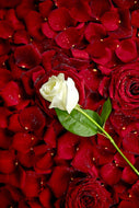 Photo Wallpaper Bed Of Roses