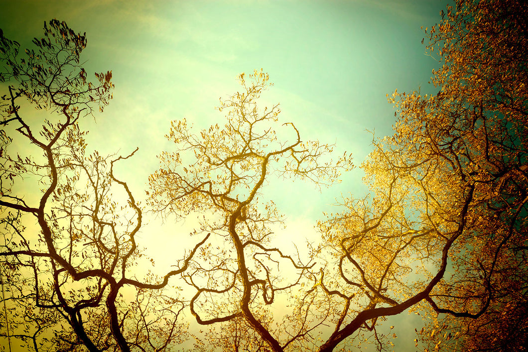 Photo Wallpaper Autumn Trees