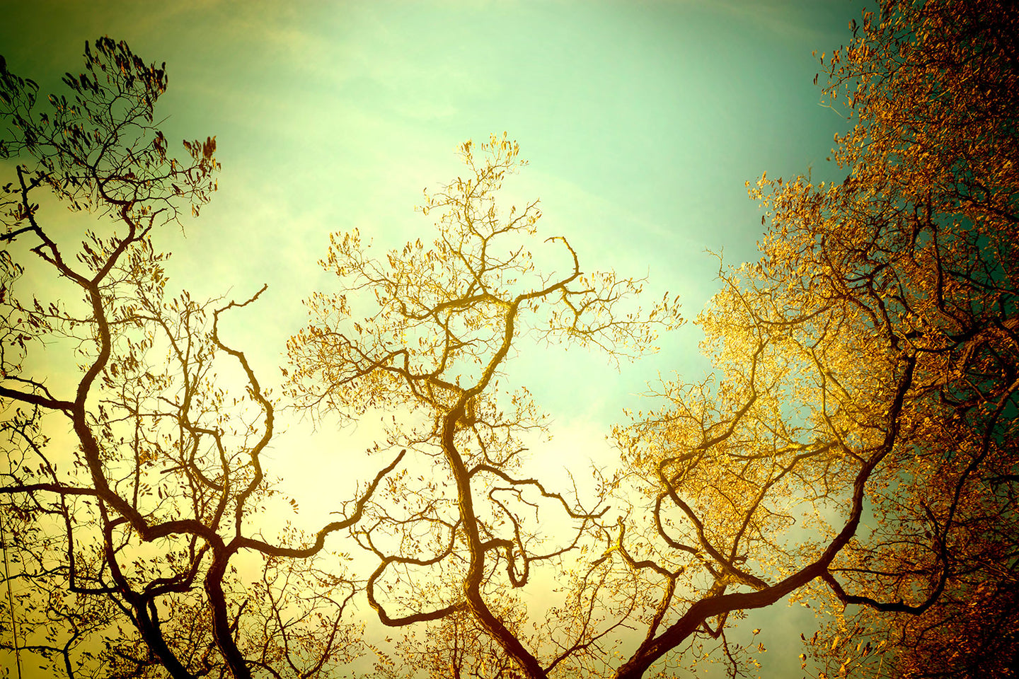 Photo Wallpaper Autumn Trees