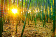 Photo Wallpaper Bamboos
