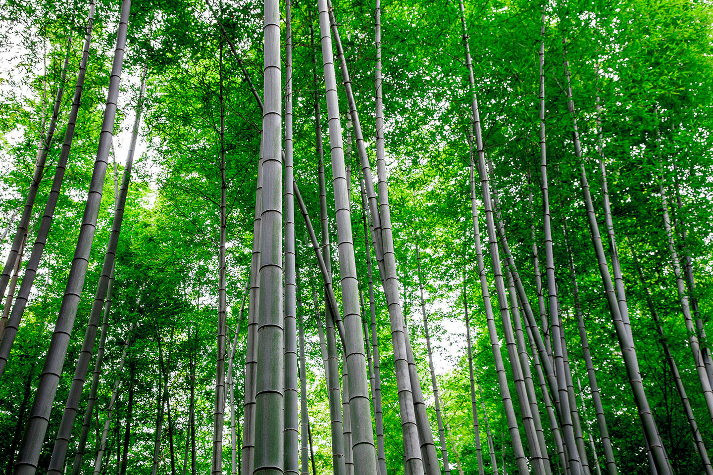 Photo Wallpaper Bamboo Forest