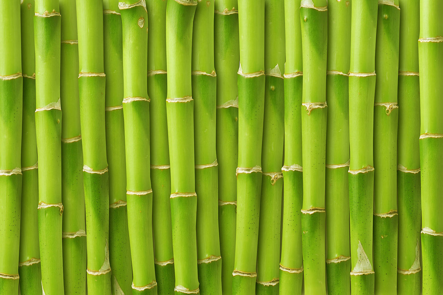 Photo Wallpaper Bamboo Wall