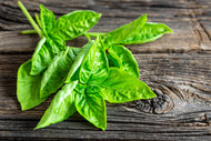 Photo Wallpaper Basil Leaves
