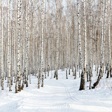 Load image into Gallery viewer, Photo Wallpaper Birch Forest Tracks In Snow
