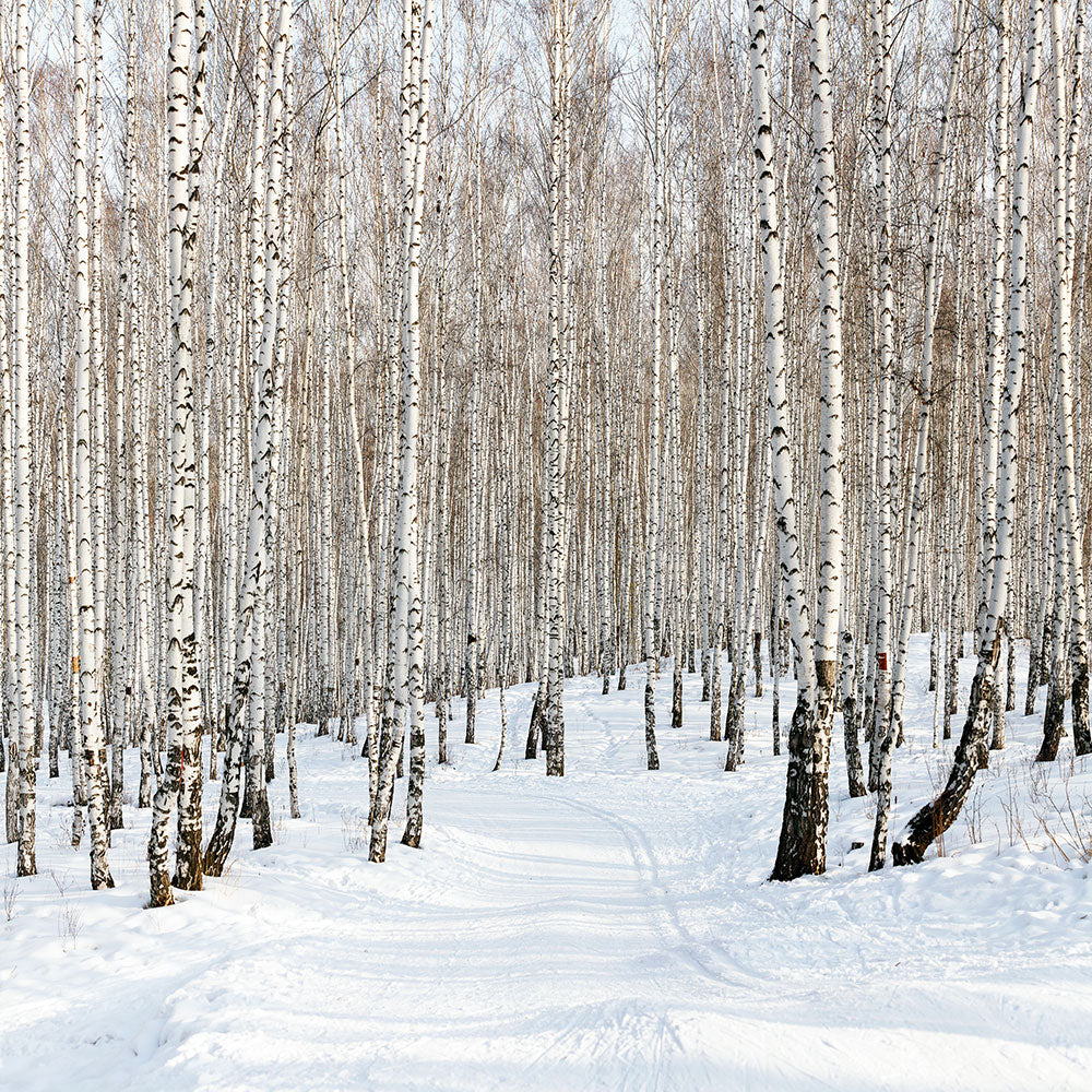Photo Wallpaper Birch Forest Tracks In Snow
