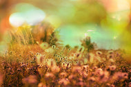 Photo Wallpaper Flower Meadow At Twilight