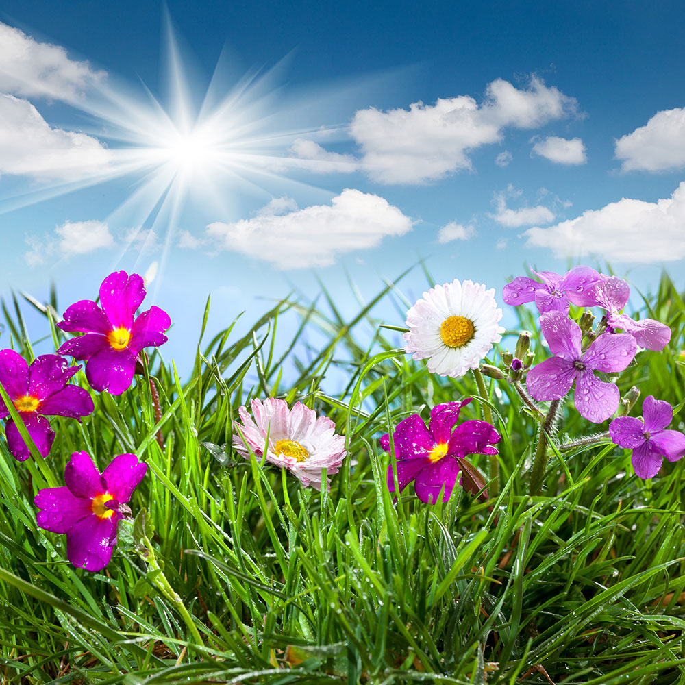 Photo Wallpaper Flowering Meadow
