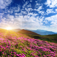 Photo Wallpaper Flowery Mountain Landscape