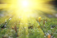 Photo Wallpaper Flowery Meadow