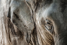 Load image into Gallery viewer, Photo Wallpaper Close Up Elephant
