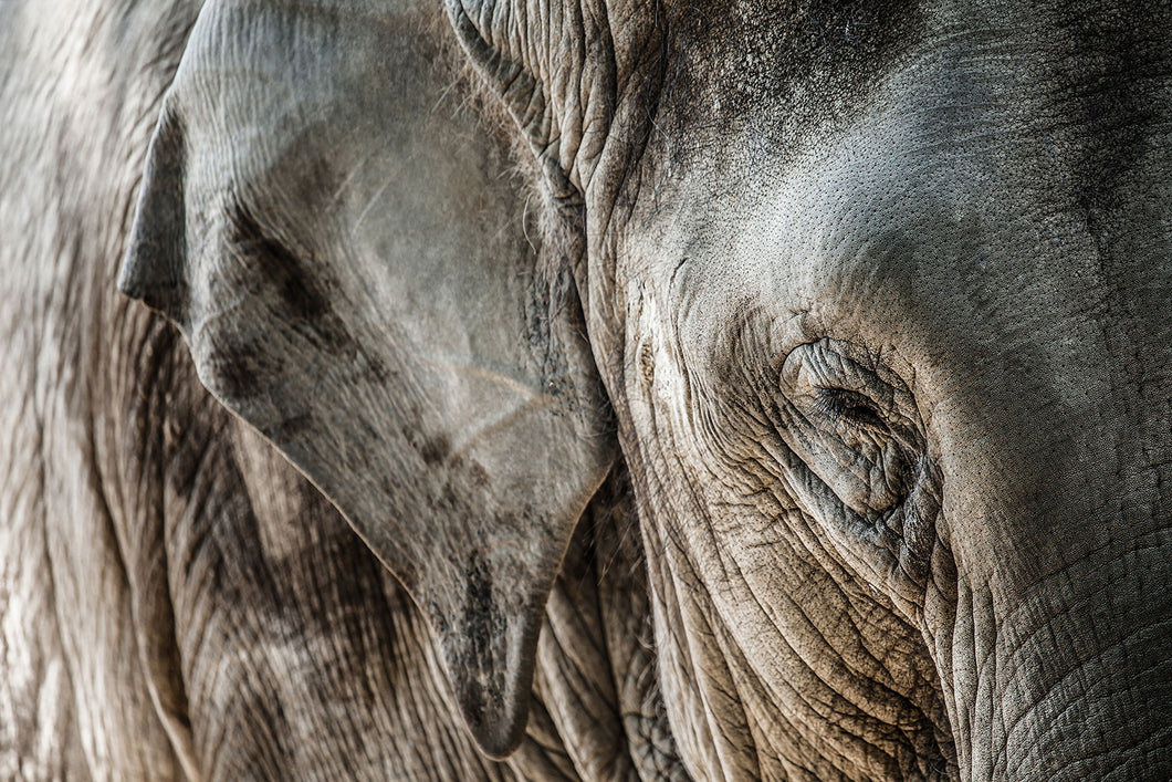 Photo Wallpaper Close Up Elephant