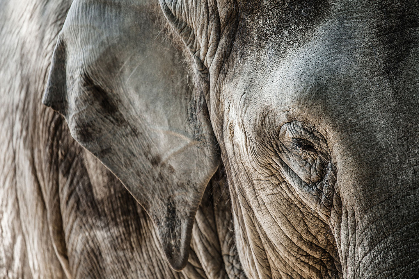 Photo Wallpaper Close Up Elephant