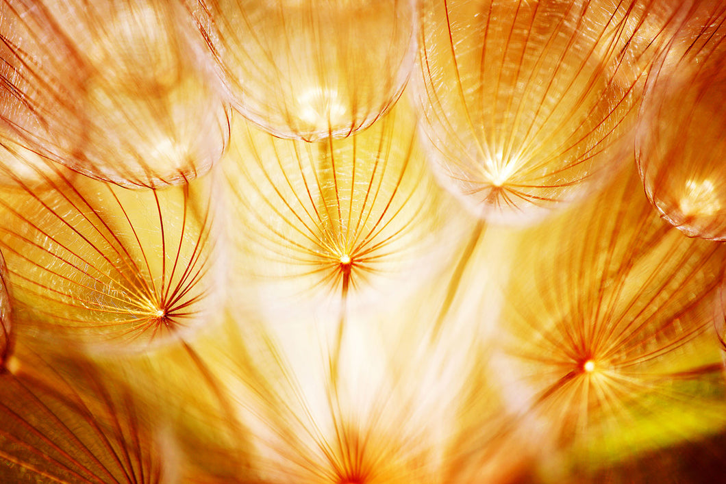 Photo Wallpaper Close Up Dandelion In Light
