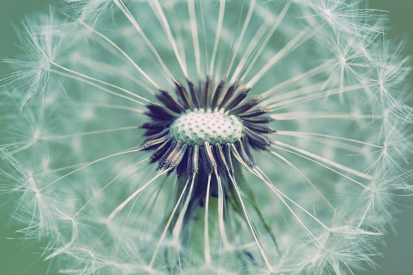 Photo Wallpaper Close Up Dandelion